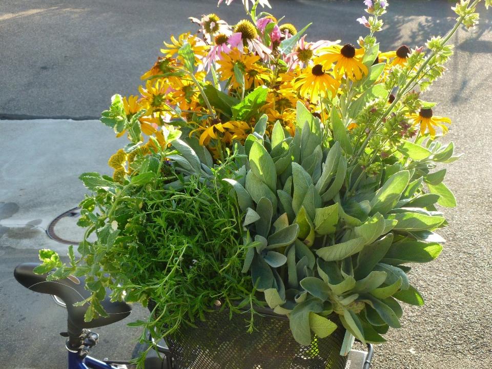 Kath. Frauengemeinschaft lädt ein zum Binden der Kräutersträusschen