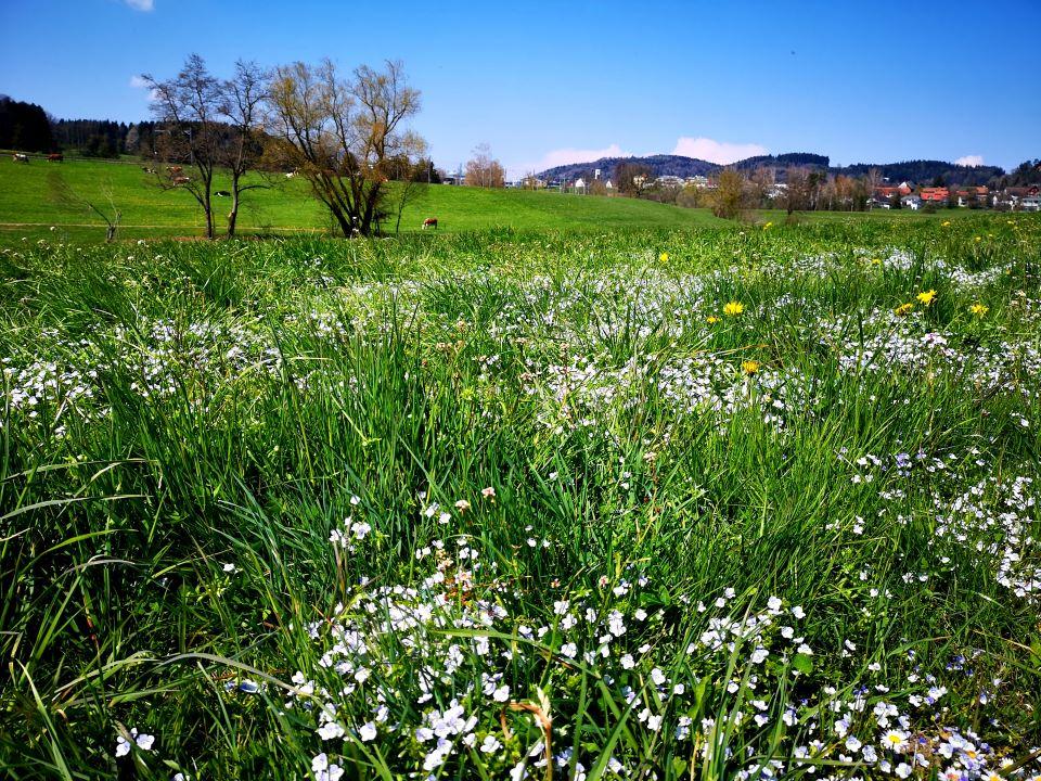 Fruehlingswiese