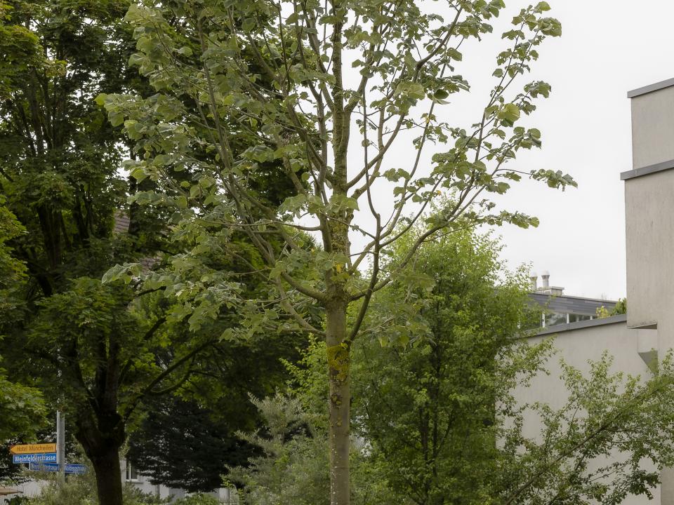 Pastoralraumtag 2024 - Patrozinium St. Antonius 2024