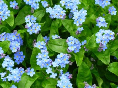 Freiwilligen Mitarbeit