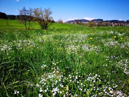 Fruehlingswiese