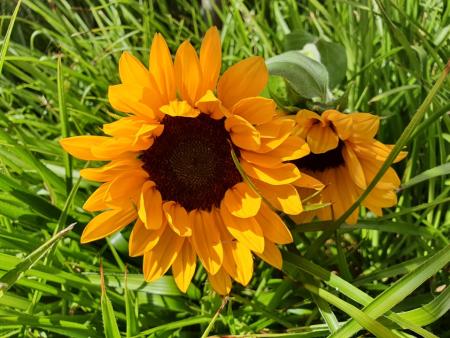 Gedanken zur Sonnenblume
